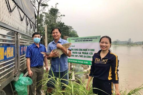Dự án hỗ trợ mua cá giống ở xã Tri Trung đem lại hiệu quả cao