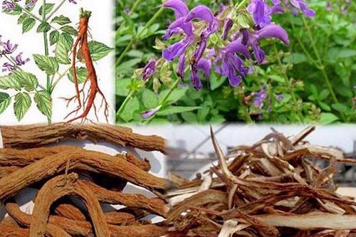 Đan sâm - thuốc tốt cho phụ nữ và người bị bệnh tim