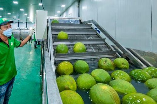 5.000 quả bưởi Việt sang Anh mất tới 70 ngày