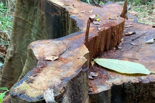 Gia Lai: Lâm tặc tàn phá tan hoang rừng Sơ Pai
