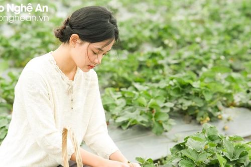9X Nghệ An đánh liều đưa loại quả 'quý tộc' trồng ở bãi bồi sông Lam