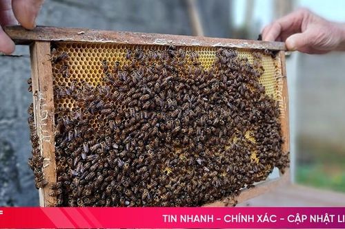 Nuôi ong dưới chân núi Hồng cho thu nhập khá