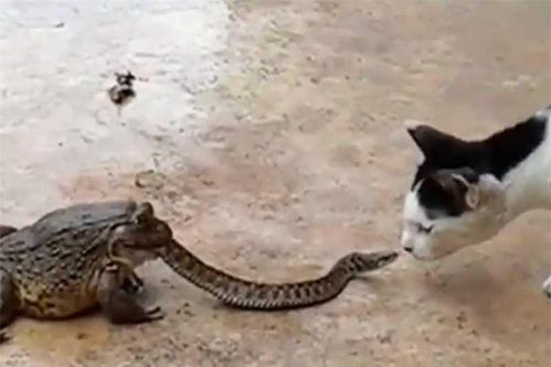 Clip siêu dị: Rắn vừa bị ếch nuốt vừa... chiến đấu với mèo