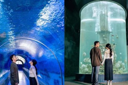 Theo chân Gen Z khám phá thủy cung Nha Trang: Huyền ảo như 'Finding Nemo'!