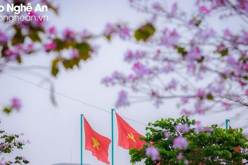 Hoa ban khoe sắc tinh khôi giữa lòng thành Vinh