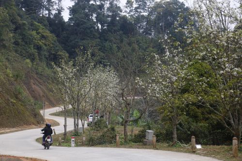 Đến Tuyên Quang, ngắm con đường hoa lê dài nhất Việt Nam