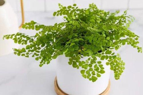 Mùa hè tới, nên trồng cây gì tạo cảm giác mát mẻ cho ngôi nhà?