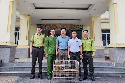 Thanh niên bỏ tiền mua khỉ vàng quý hiếm bàn giao cho vườn Quốc gia