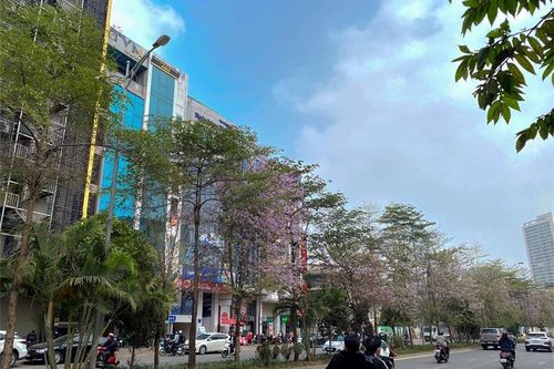 Những con đường Hà Nội ngập tràn sắc hoa ngỡ như lạc giữa núi rừng Tây Bắc