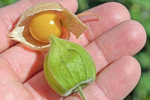 Loại quả ở Việt Nam mọc đầy đường, người Nhật lại bán gần triệu 1 kg