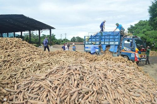 Xuất khẩu sắn tăng mạnh nhưng cần sớm tránh tình trạng 'bỏ trứng vào một giỏ'