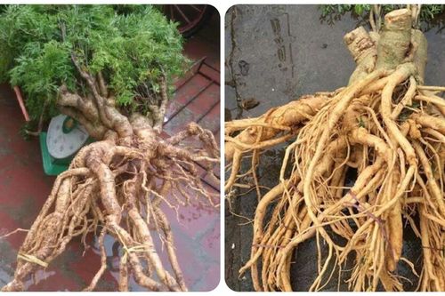 Tác dụng của củ đinh lăng