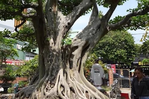 Siêu cây cảnh bồ đề ngã giá 60 tỷ, khách trả 40 tỷ chủ nhân đáp trả bất ngờ