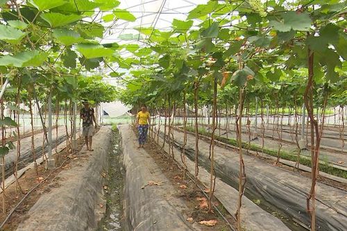 Nông nghiệp xanh trên nền công nghệ hiện đại
