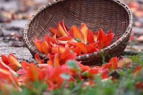 Khám phá những địa điểm chụp ảnh hoa gạo đẹp nhất tháng 3 tại Hà Nội