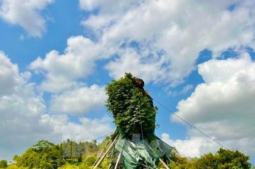 Cụ đa 200 tuổi được trồng trên núi Thiên Bút bây giờ ra sao?
