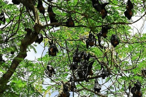 Bí ẩn ngôi chùa hơn 400 tuổi có hàng ngàn con dơi trú ngụ ở miền Tây
