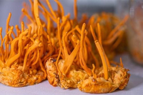 Ai nên dùng đông trùng hạ thảo?