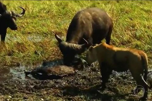 Clip: Trâu rừng thoát chết khó tin khi bị sư tử cắn cổ