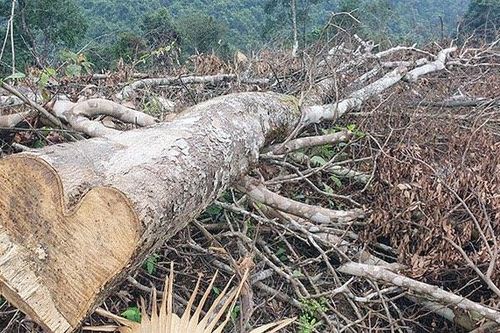 Cần xử lý nghiêm vụ gần chục hécta rừng bị 'cạo trắng' ở vùng giáp ranh