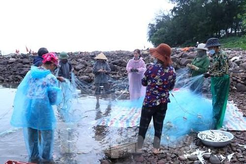 Tung lưới gần bờ, ngư dân trúng đậm cá trích, gỡ mỏi tay