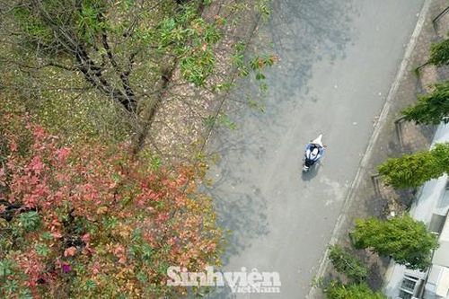 Con đường lá vàng nhìn từ trên cao