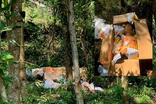 Sự thật bất ngờ trong chiếc thùng carton vứt dưới tán rừng keo
