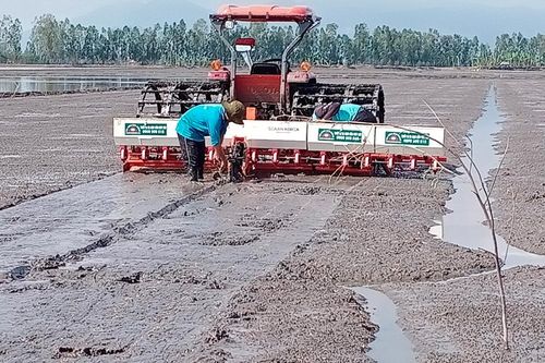 Sản xuất lúa theo SRP, tiết kiệm hơn 50% lượng giống