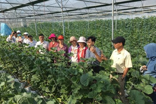 Những 'nông dân công nghệ' ở Hải Dương