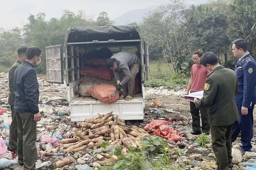 Lào Cai: Một huyện cấm khai thác măng rừng, tiêu hủy hơn 1.000kg măng vầu bị thu giữ