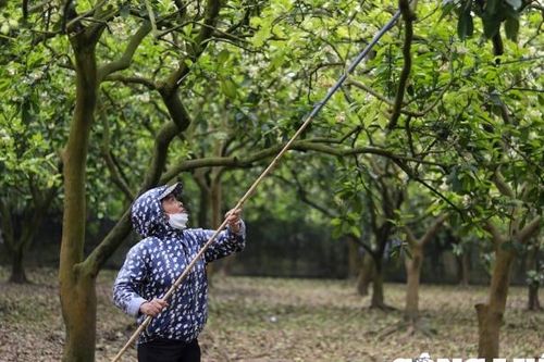 Mùa 'se duyên' cho hoa bưởi Diễn