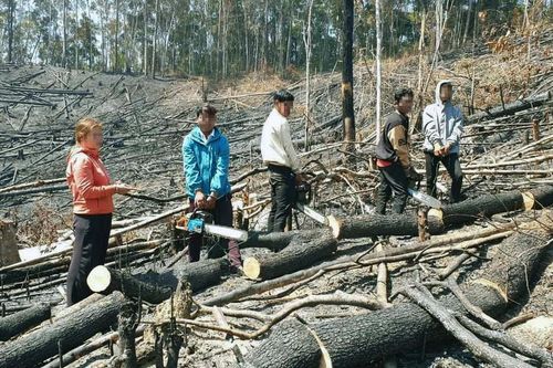 Người đàn bà thuê nhóm đối tượng phá rừng phòng hộ tại Lâm Đồng