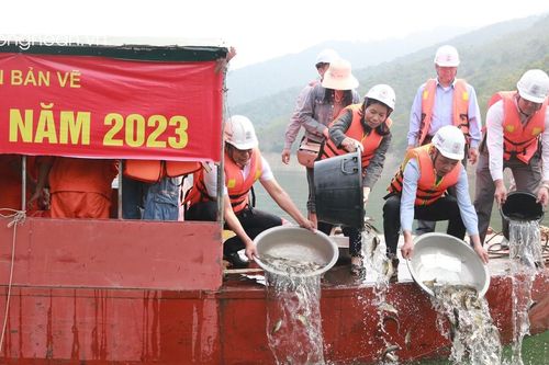 Thả trên 50 nghìn con cá giống xuống lòng hồ Thủy điện Bản Vẽ