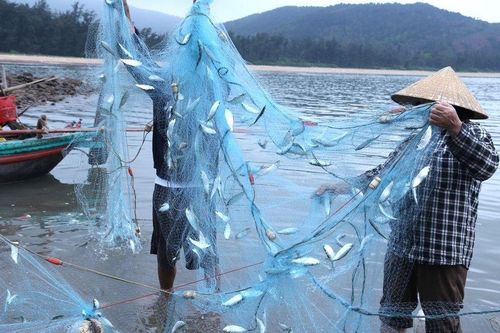 Ngư dân phấn khởi gỡ tấm lưới nặng trĩu cá, thu tiền triệu mỗi ngày