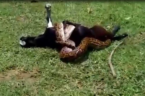 Clip: Trăn khổng lồ săn trộm dê của nông dân Ấn Độ