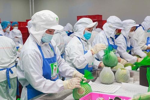 Khởi công xây dựng nhà máy chế biến trái cây xuất khẩu lớn nhất Đắk Lắk