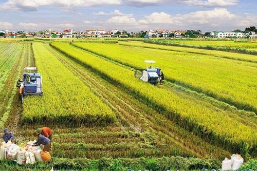 Luật Đất đai sửa đổi cần 'cởi trói' cho đất nông nghiệp