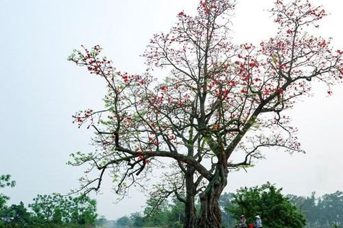 Cây đầu làng