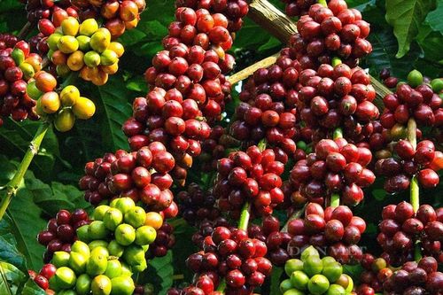 Xây dựng vị thế vững chắc cho cà phê Buôn Ma Thuột