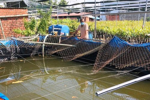 Nông dân miền Tây tích nước ngọt, ứng phó hạn mặn