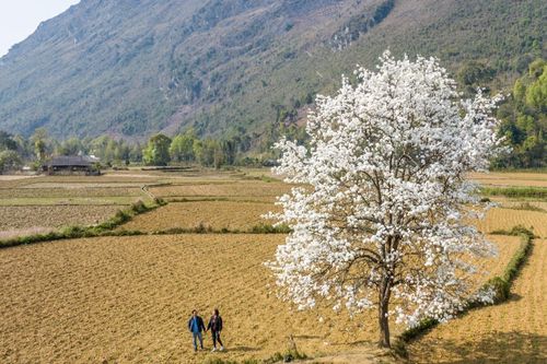 Cây mác cọt cô đơn ở Cao Bằng nở hoa trắng xóa