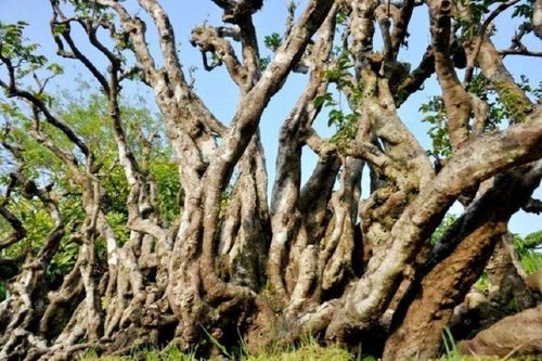 Cây khế cổ u cục, đại gia trả nửa tỷ chủ nhân không bán mà để ngắm