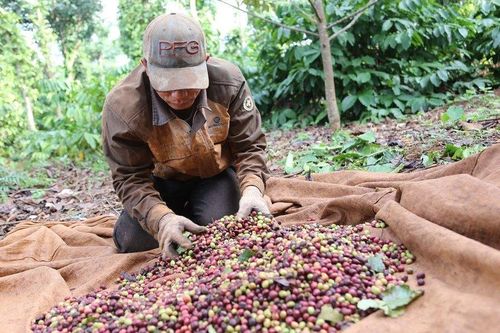 Cà phê Buôn Ma Thuột - Kết nối đam mê và khát vọng phát triển