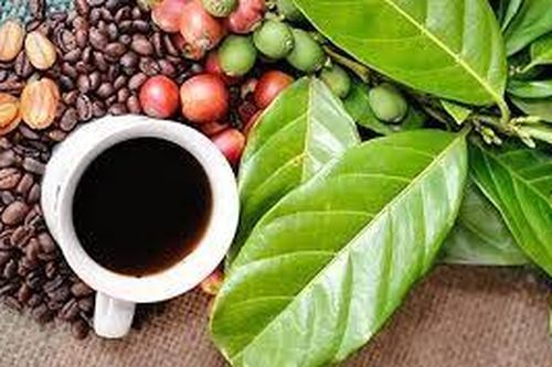Cà phê - niềm cảm hứng sáng tạo và sự giao lưu đa văn hóa