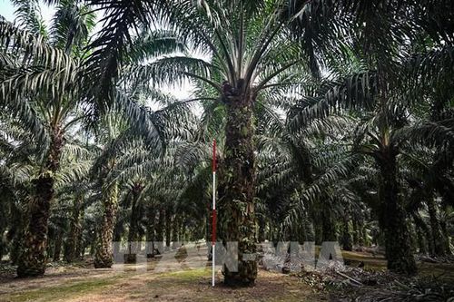 Gian nan tìm nguồn nguyên liệu thay thế dầu cọ