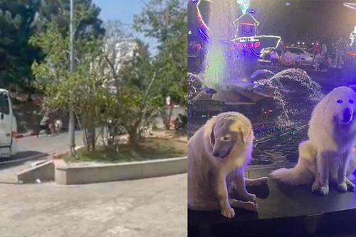 Nhiều người đặt nghi vấn chú chó Alaska bị đánh là chú chó từng nổi tiếng 'rần rần' ở chợ Đà Lạt