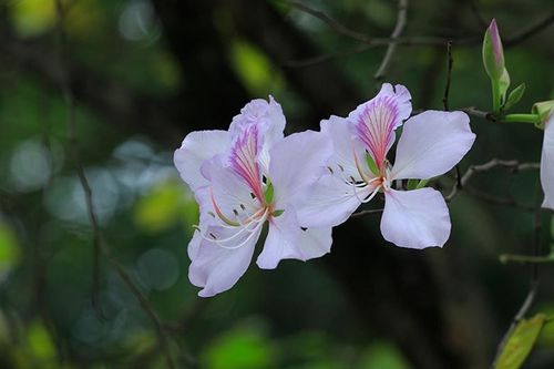 Chế biến các món ăn ngon từ hoa ban