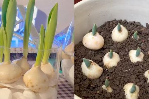 Tự trồng hoa Tulip tại nhà: Dễ chăm mà thành quả đẹp không ngờ!