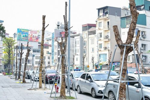 Hàng cây trơ trụi như 'que củi' giữa phố Hà Nội