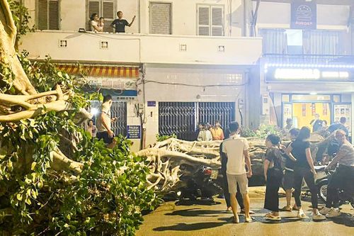 Cây đa 100 tuổi bật gốc đè xe máy ở Vũng Tàu